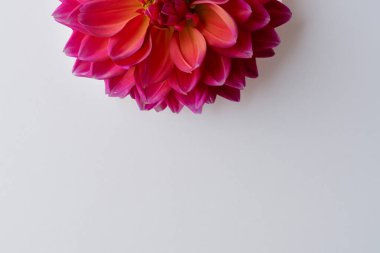 Beyaz arkaplanda kırmızı gerbera çiçeği