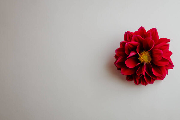 red flower on a white background, copy space for text