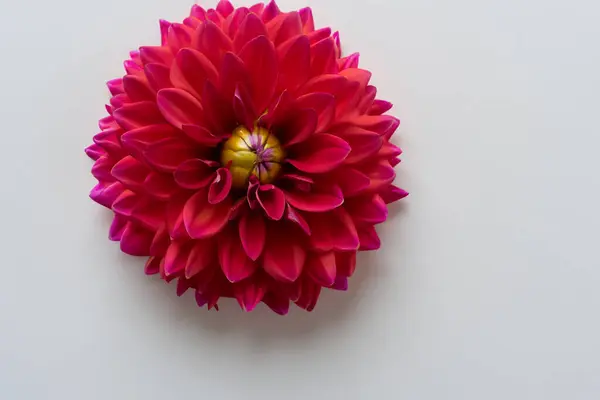 pink dahlia flower isolated on white background