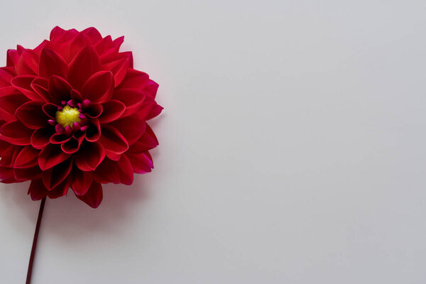red dahlia on a white background