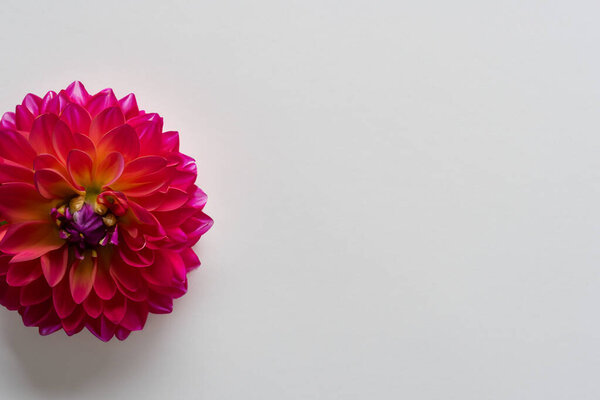 pink dahlia with a flower on white background.