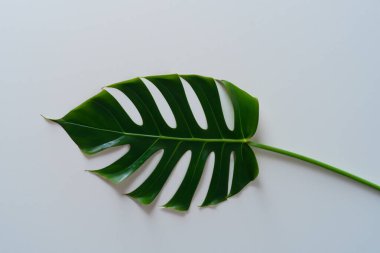 Beyaz arka planda tropik canavar yaprakları. Tropikal bitki. Düz yat. Metniniz için en üstteki görünüm.