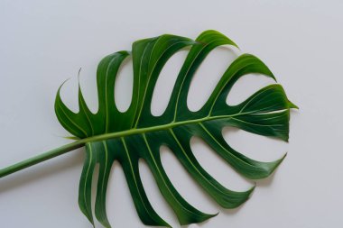Monstera yaprakları beyaz arkaplanda, üst görünümde