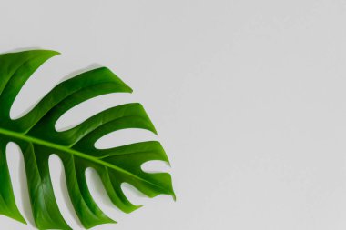 Beyaz arkaplanda tropikal yaprak, kopyalama alanı ile üst görünüm