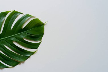 açık arkaplanda yeşil canavar tropikal yaprağı