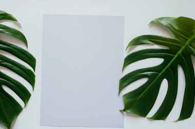 Yeşil avuç içi ve tropikal yapraklı beyaz kart