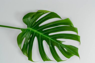 Beyaz arkaplanda yeşil yaprak canavarı