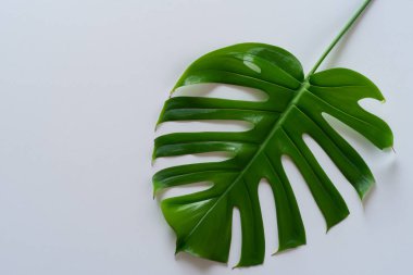 Beyaz arkaplanda yeşil yaprak