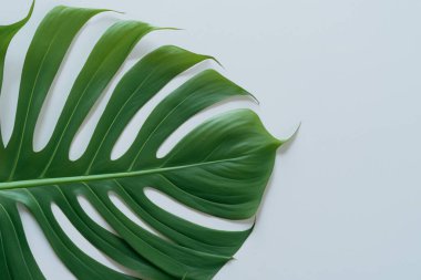 Beyaz arkaplanda tropik yapraklar.