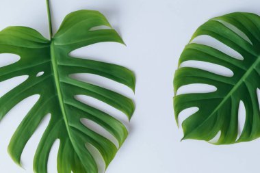 Açık gri arka planda tropik canavar yaprakları ve metin için boşluk. düz yatış, üst görünüm.