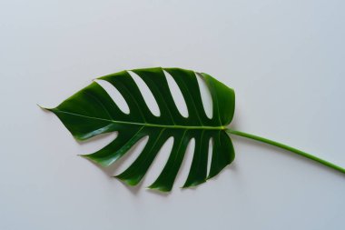 Beyaz arka planda bir canavar yaprağının yeşil yaprağı. Üst Manzara. Boşluğu kopyala