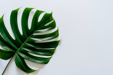 Beyaz arkaplanda canavar yaprağının üst görünümü