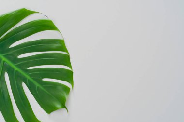 Beyaz kağıtta yeşil yaprak. asgari kavram