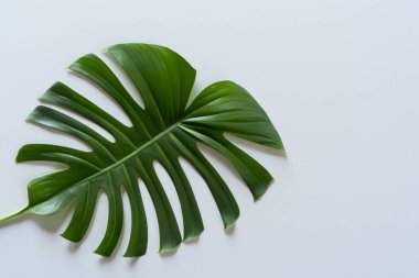 Beyaz arka planda izole edilmiş canavar yaprağı. Düz yat. en üstteki görünüm