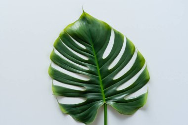Beyaz arkaplanda tropik yapraklar