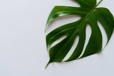 Beyaz arka planda canavar yaprağı. Tropikal yaprak. Tropikal bitki, üst manzara. düz yat.