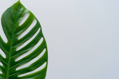 beyaz arkaplanda yeşil yapraklı canavar bitkisi metin için kopyalama alanı ile izole.