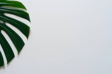 Beyaz arkaplanda yeşil palmiye yaprakları