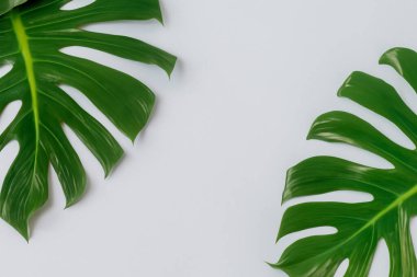 Beyaz arka planda canavar yaprakları. düz yatış, üst görünüm.