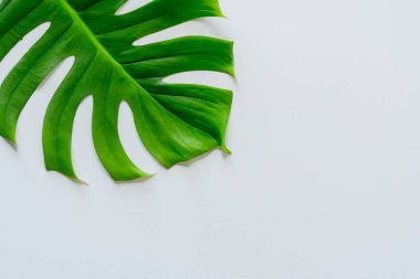 Beyaz arka planda yeşil yapraklar. düz yatış, üst görünüm.