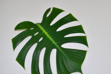 Beyaz arka planda yeşil yaprak canavarı