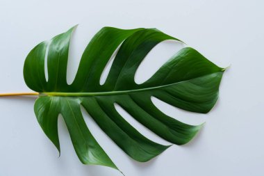 Beyaz arkaplanda yeşil yaprak