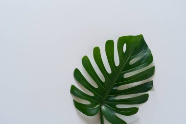 Beyaz arkaplanda yeşil palmiye yaprakları izole