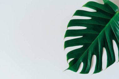 Monstera beyaz arka plan üzerinde bırakır