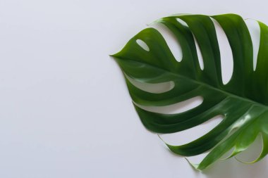 Tropikal Monstera yaprak beyaz arka plan üzerinde
