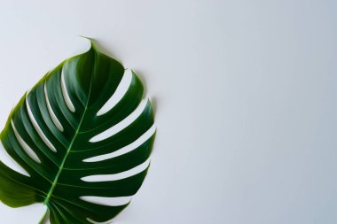 Beyaz arka planda güzel bir tropikal yaprak, düz uzanmış. Metin için boşluk