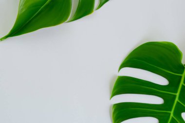 Beyaz arka planda yeşil tropikal yapraklar, kapatın.