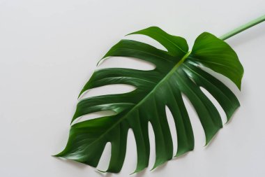 Beyaz zemin üzerine yeşil monstera yaprakları