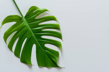 Beyaz bir duvarın arka planında yeşil yapraklı canavar yaprağı, boşluğu kopyala