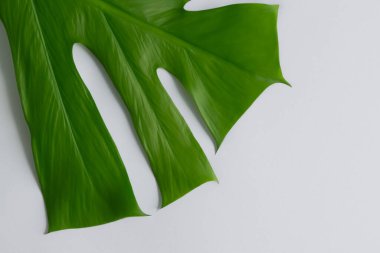 Beyaz arkaplanı olan tropikal yaprak