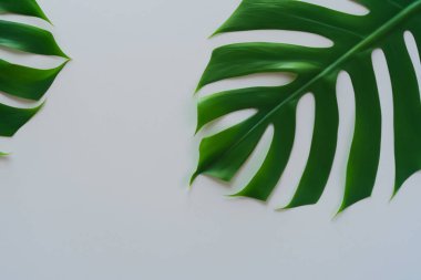 Monstera yaprakları beyaz arkaplanda yalıtılmış