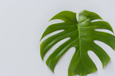 Beyaz arka planda tropikal yaprak. Kopyalama alanı olan üst görünüm.