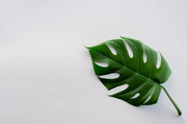 Beyaz arka planda tropik yapraklar. Metniniz için en üstteki görünüm boşluk.