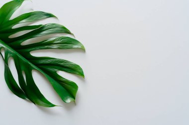 beyaz arkaplanda yeşil yapraklar