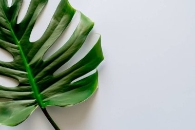 Beyaz arkaplanda canavar yaprağı.