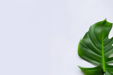 açık arkaplanda yeşil canavar yaprakları