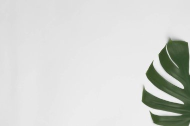 Beyaz arka planda canavar yaprağı. Düz yatış, üst manzara. Boşluğu kopyala.