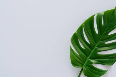 Beyaz arkaplanda yeşil yaprak