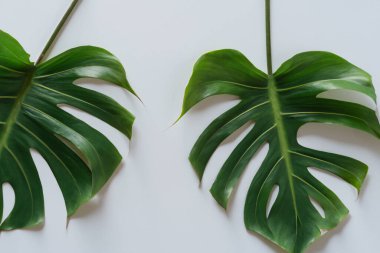 yeşil yaprakları beyaz arka planda, üstten görünüm