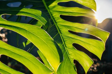 Güneşte yeşil yaprak