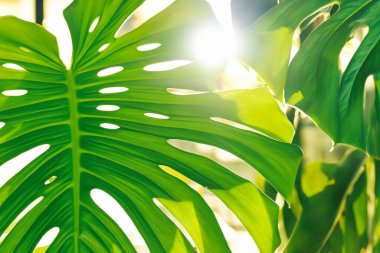 Yeşil yaprak güneş ışınları ile