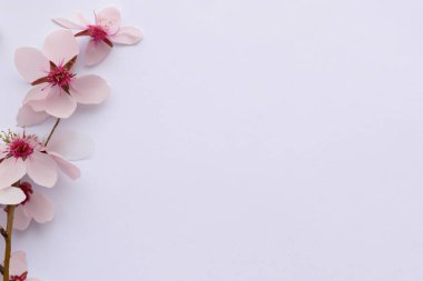 Beyaz arka planda vazodaki güzel çiçekler. en üstteki görünüm