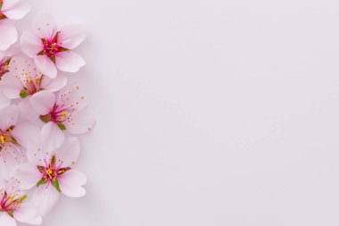 Pembe bahar çiçekleri ve beyaz arkaplandaki dallar kopya alanı ile