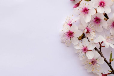 Bahar çiçekleri, beyaz kiraz çiçekleri.