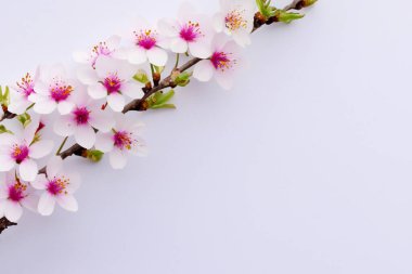 Güzel ilkbahar kiraz ağacı çiçeği