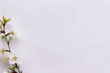 Beyaz arka planda beyaz kiraz çiçekleri